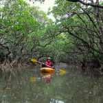 わずか1500円！　カヌーに乗ってマングローブの原生林へ　道の駅「奄美大島住用（鹿児島県）」