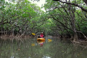 わずか1500円！　カヌーに乗ってマングローブの原生林へ　道の駅「奄美大島住用（鹿児島県）」