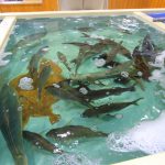 生け簀にブリ！ ヒラメにタイ！