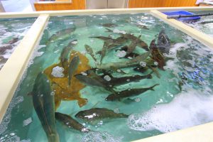 生け簀にブリ！ ヒラメにタイ！